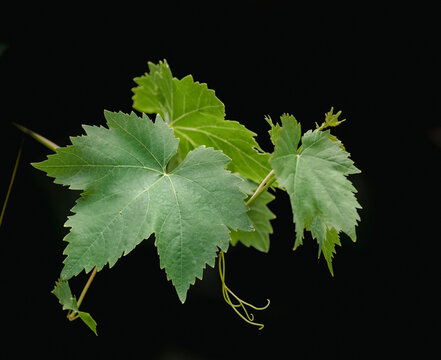Closeup of vine leaf (Vitis vinifera) isolated against a black background 