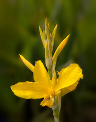 Fototapeta premium Closeup of flowers of Canna 'Ra' in a garden in summer