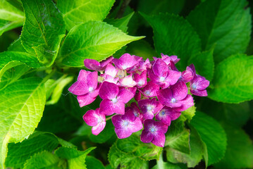 梅雨の晴れ間に、様々な紫陽花の咲いているお庭を散策