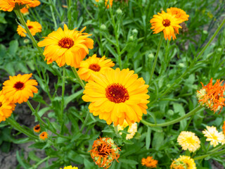 yellow calendula marigold flowers closeup at home garden on summer day