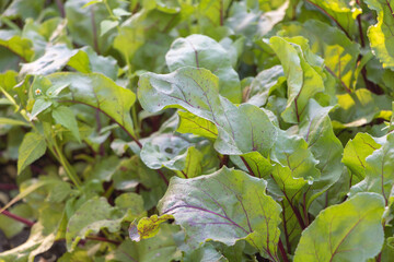 Beetroot plantation with fresh leaves in the garden