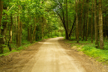 Dirt road in the forest. Path in the green light summer forest. Travel, nature, adventure concept.
