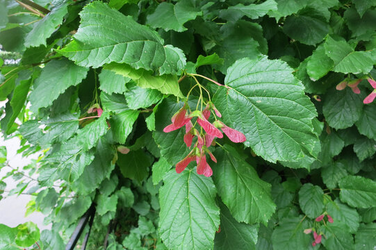  Acer tataricum, known as Tatar maple or Tatarian maple