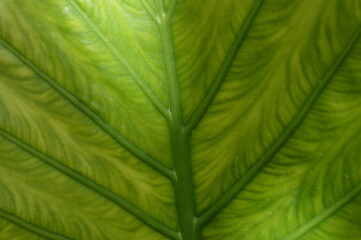 Green leaf texture