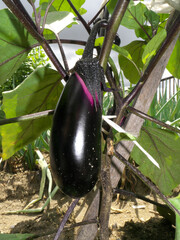 Eggplant fruit in the vegetable garden