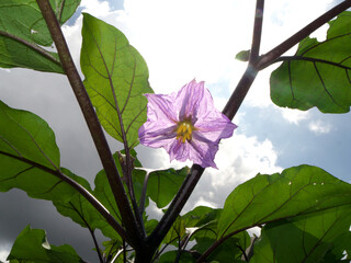 Eggplant flower looking up from below