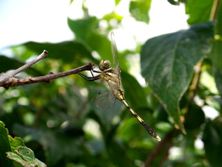 Dragonfly perching on a tree branch