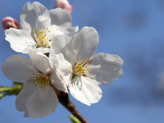 Fototapeta na wymiar Yoshino cherry tree closeup and blue sky
