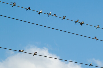 A group of swallows sits on wires. swallows clean their feathers, sleep, watch. barn swallows, adults and chicks. Against the background of the blue sky.