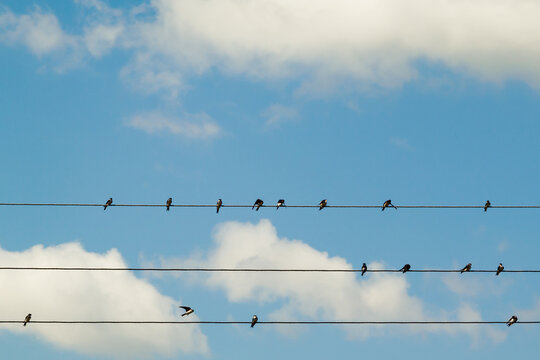 A group of swallows sits on wires. swallows clean their feathers, sleep, watch. barn swallows, adults and chicks. Against the background of the blue sky.