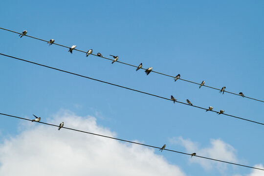A group of swallows sits on wires. swallows clean their feathers, sleep, watch. barn swallows, adults and chicks. Against the background of the blue sky.
