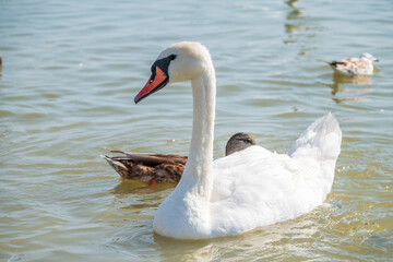 Graceful white Swan swimming in the lake, swans in the wild. Portrait of a white swan swimming on a lake.