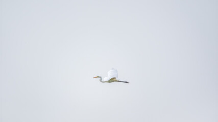 The flight of the little egret or Small White Heron.