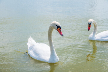 Two Graceful white Swans swimming in the lake, swans in the wild