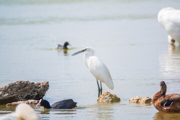 The small white heron or Little egret stands in the lake