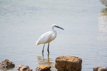 The small white heron or Little egret stands in the lake