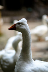 Goose in profile