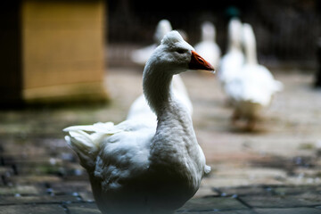 Goose watching