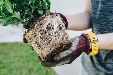 Cropped shot of gardener holding a plant with root bound for repotting. Repotting refreshes the...