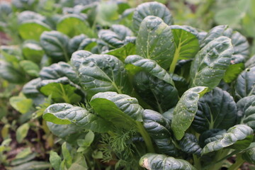 Chinese cabbage leaves. Eaten by aphids. Insects - pests in the garden. Close-up. High quality photo. Copyspace