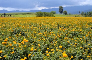 field of yellow flowers