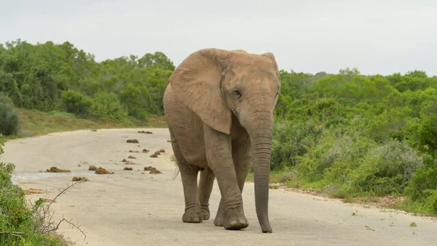Elefant im Naturreservat Hluhluwe Nationalpark S&uuml;dafrika