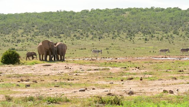 Elefanten und Zebras in der Wildnis und Savannenlandschaft von Afrika