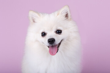 Very cute and pretty puppy Pomeranian