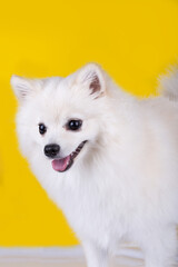 Very cute and pretty puppy Pomeranian