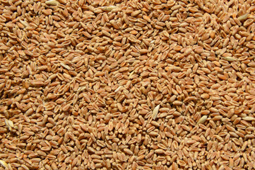 ripe golden yellow wheat seeds