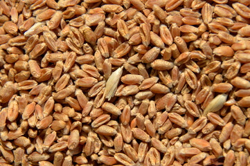 ripe golden yellow wheat seeds