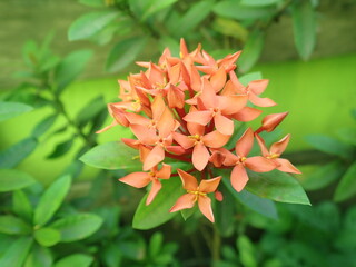 Ixora coccinea (also known as jungle geranium, flame of the woods or jungle flame or pendkuli) is a species of flowering plant in the family Rubiaceae.