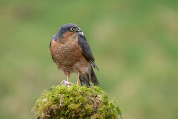 A male sparrowhawk, Accipiter nisus, is perched on an old lichen covered tree stump. It has white fur in its beak where it has been feeding on prey