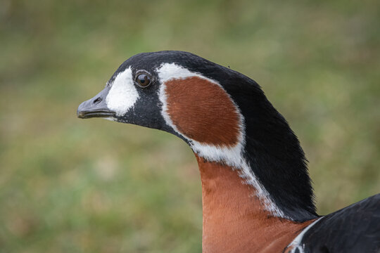 A close up of the neck and head of a red-breasted goose, Branta ruficollis.