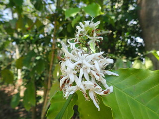 coffee flower on a tree branch in the garden
