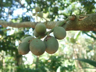 Lansium parasiticum (duku fruit) raw on a tree branch with bokeh nature background. Duku is native to Southeast Asia species of tree in the Mahogany family with commercially cultivated edible fruits.