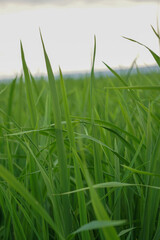 green grass leaf with drops