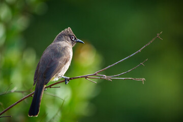 Cape bulbul (Pycnonotus capensis) perched on a tree branch. Cape Town, Western Cape. South Africa
