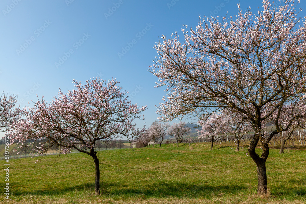 Sticker blühende mandelbäume (prunus dulcis)