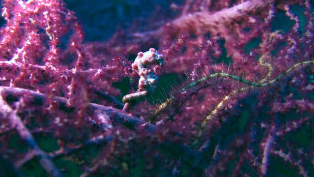 Bargibanti's pygmy seahorse (Hippocampus bargibanti)