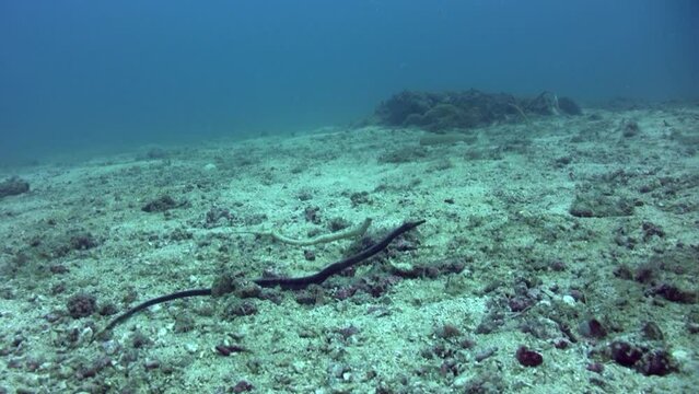 Bend stick pipefish (Trachyrhamphus bicoarctatus) white and black together