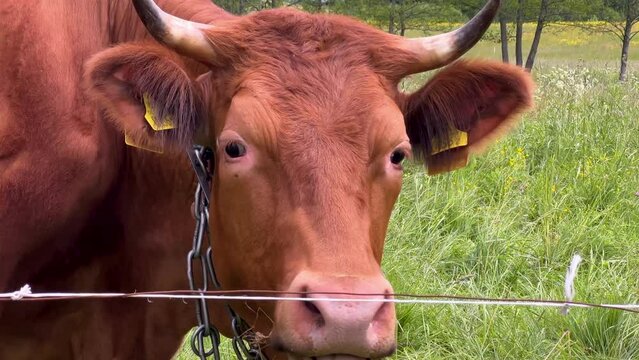 Head close-up of brown cow grazing grass outdoors in the meadow. Cow with metal chain harness around neck and marked signs in ears eating in pasture outdoors - closeup