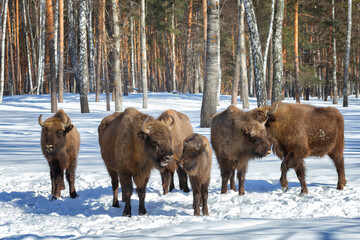 Bisons in winter forest on a sunny winter day