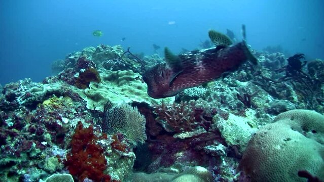 Black spotted porcupinefish (Diodon hystrix) eating and spitting out