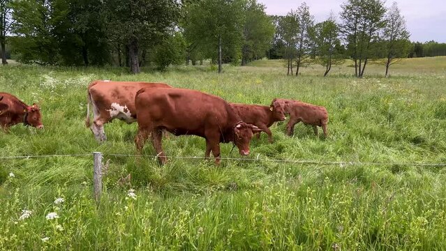 Brown cows herd eating grass outside in by the forest in Polish countryside in summer