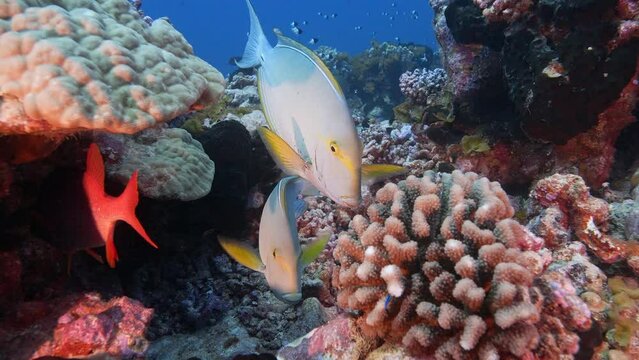 Surgeon fish in a cleaning station on a coral reef in crystal clear water of the pacific ocean in French Polynesia. Slow motion shot