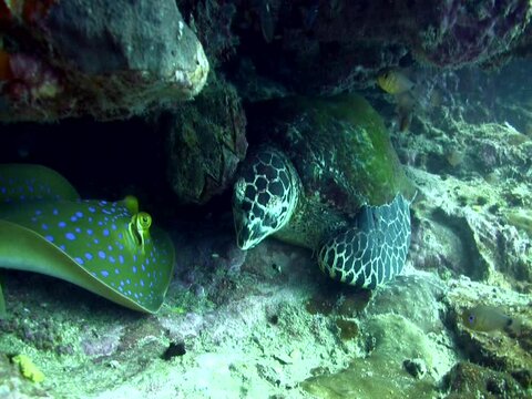 Blue-spotted fantail ray (Taeniura lymna) with hawksbill turtle