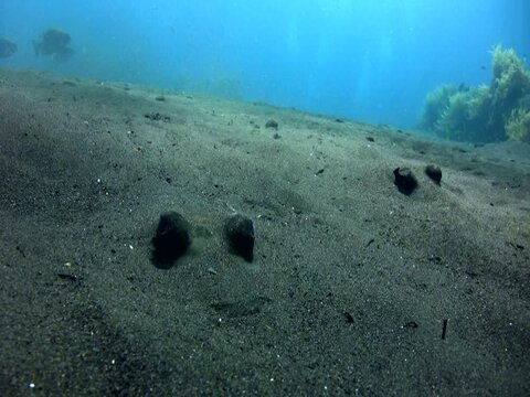 Blue-spotted stingray (Dasyatis kuhlii) burried on the sand