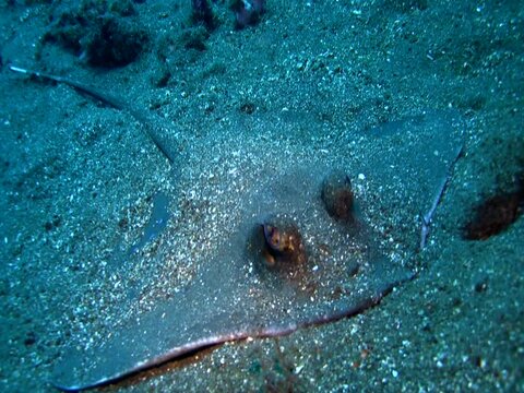 Blue-spotted stingray (Dasyatis kuhlii) burried on the sand