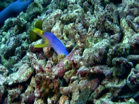 Ribbon eel (Rhinomuraena quaesita) blue and yellow